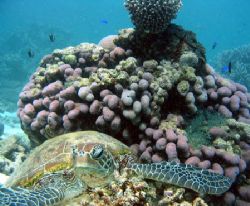 "Hawkesbill Turtle", Ningaloo Reef by Penny Murphy 